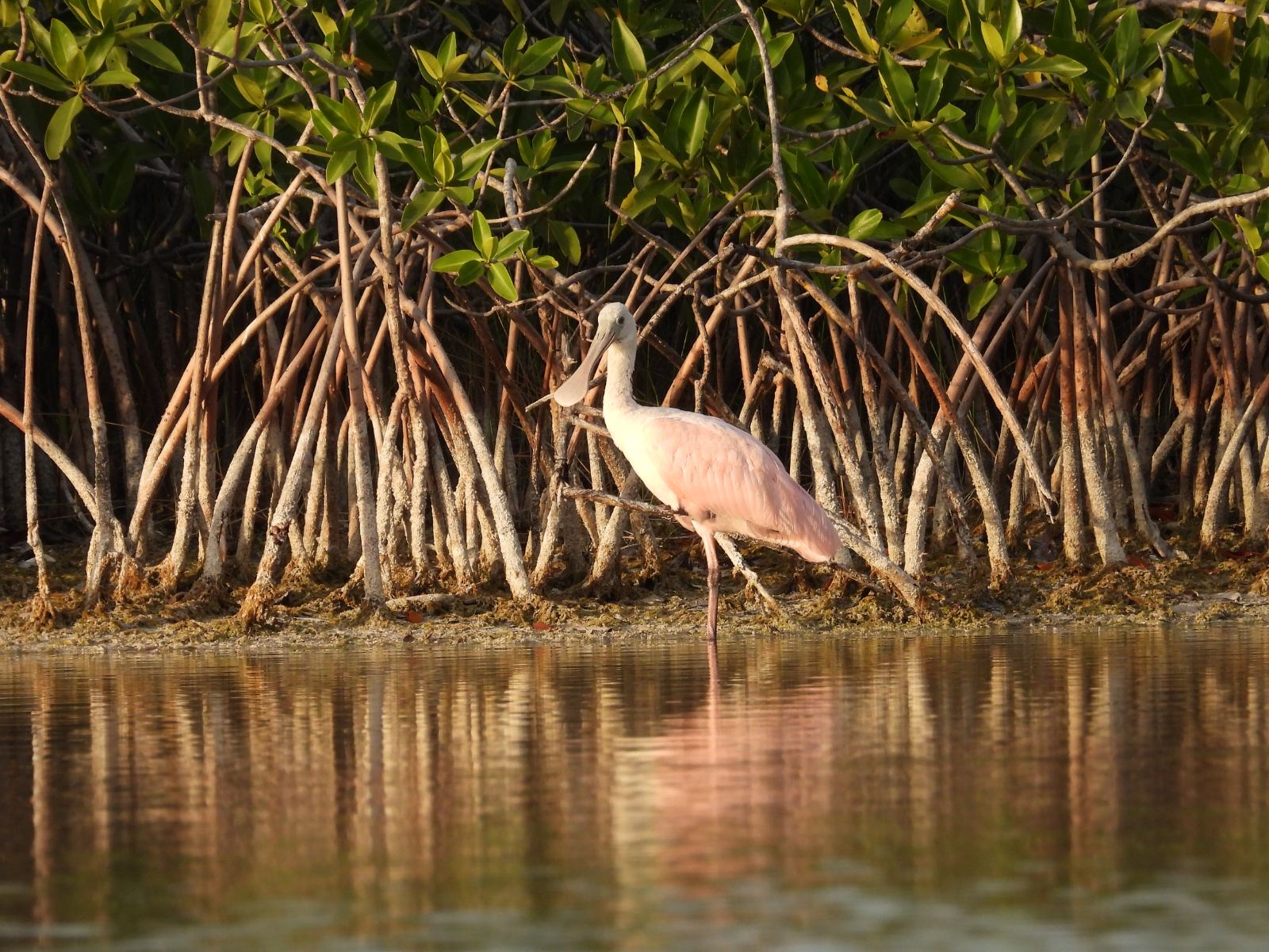 KAYAK TOUR IN SIAN KA´AN LAGUN